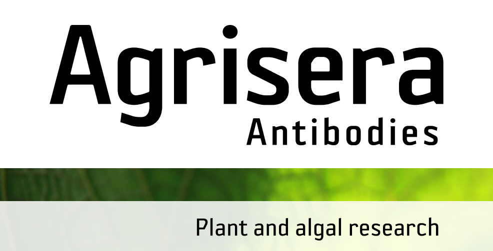 Agrisera MicroRNA相關(guān)研究植物蛋白抗體火熱促銷中！